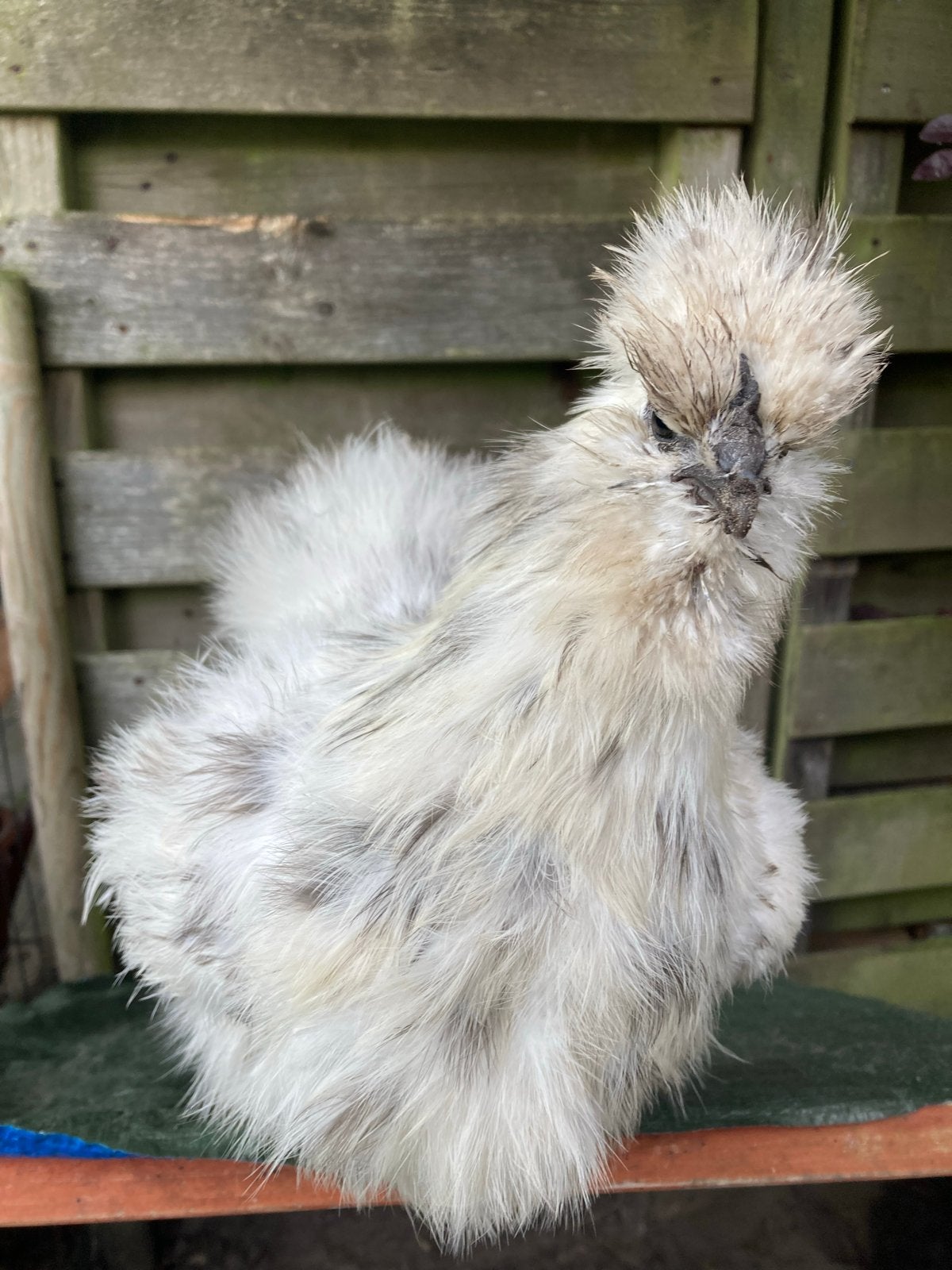 Zijdehoenders, Dieren en Toebehoren, Pluimvee, Vrouwelijk, Kip