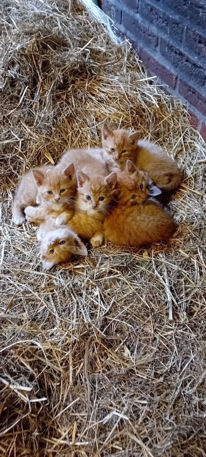 Kittens te koop