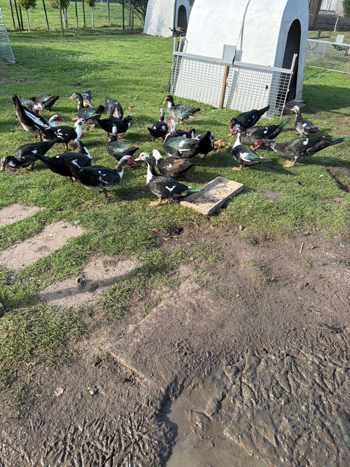 Kaapse eenden muskuseenden muskus eenden, Dieren en Toebehoren, Meerdere dieren, Eend