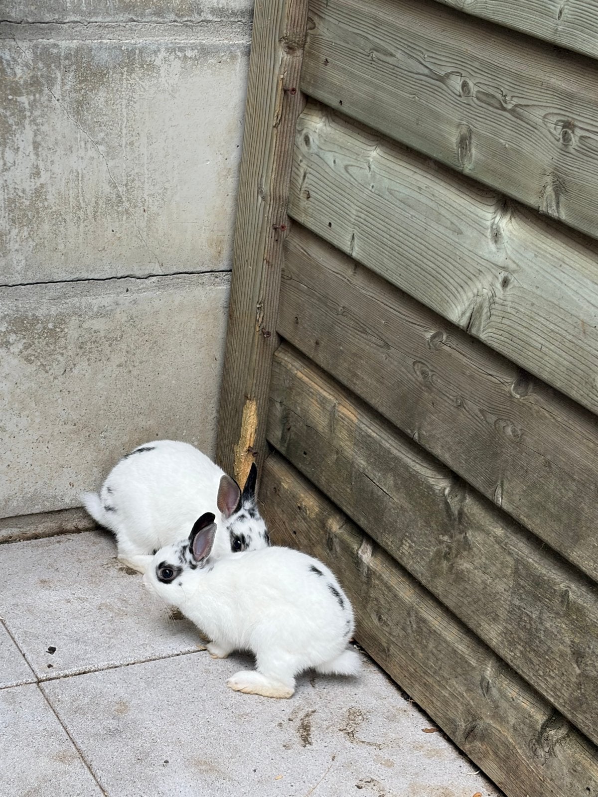 Dwergkonijn, Dieren en Toebehoren, Konijnen, Mannelijk, Dwerg