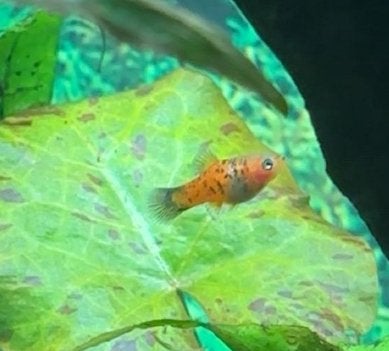 Jonge platy’s, Dieren en Toebehoren, Vis, Zoetwatervis, Schoolvis