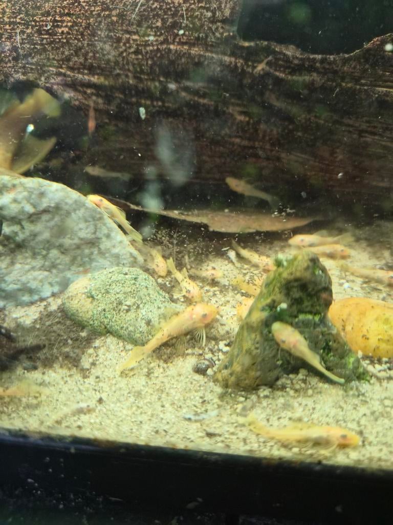 L144 'Lemon pleco' algeneters, Dieren en Toebehoren, Vis