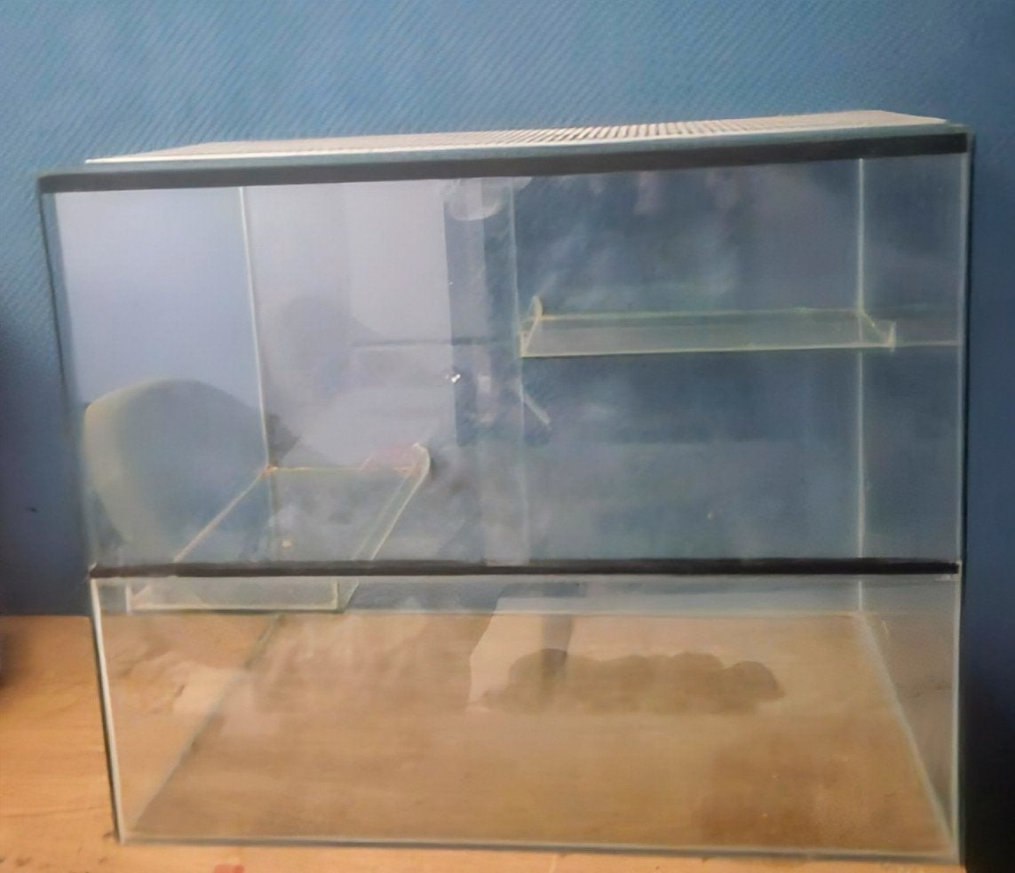 Terrarium 60x40x50 te koop aangeboden., Gebruikt, Minder dan 75 cm, Muis, Hok
