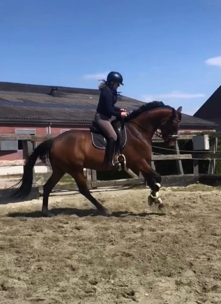 Diverse paarden te koop i.v.m. verhuizing, Met stamboom, Niet van toepassing, Dressuurpaard, Meerdere dieren