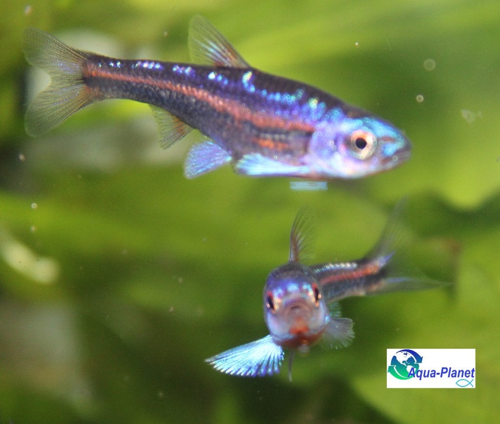 Rainbowshiners, Vis, Zoetwatervis, Schoolvis