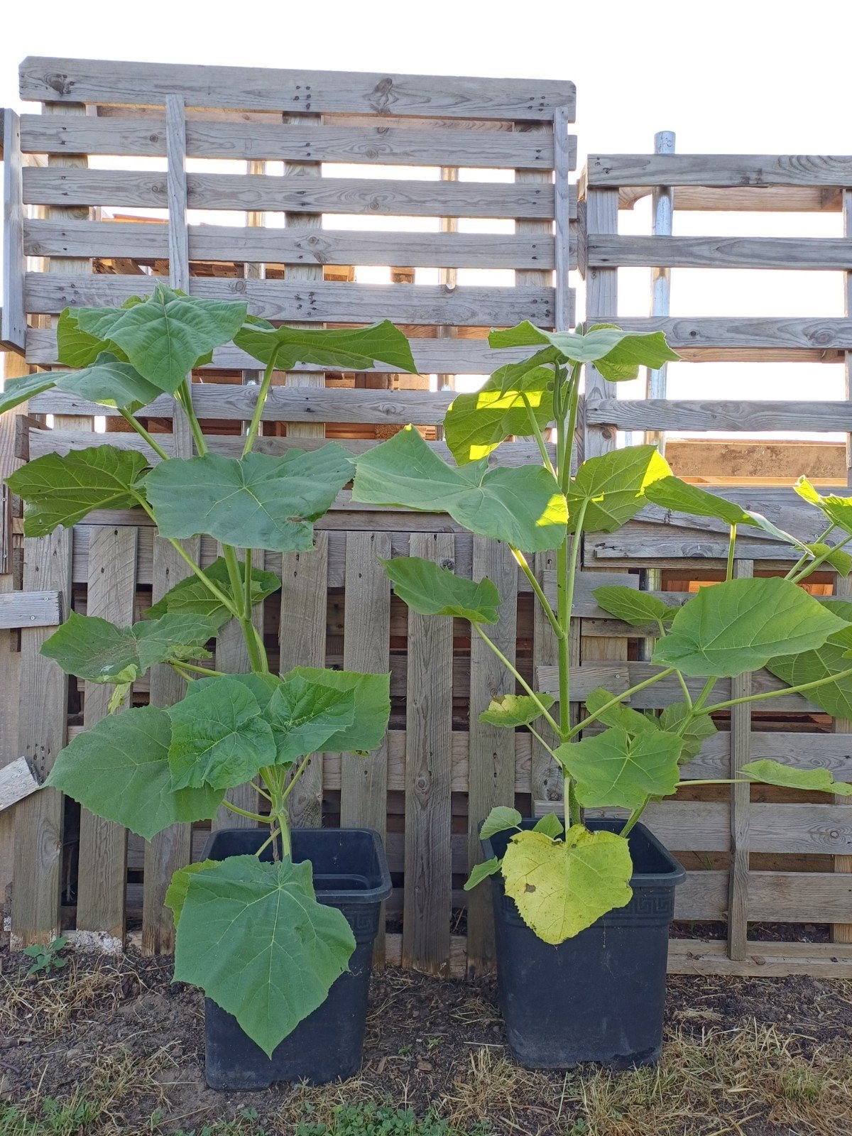 Paulownia Tomentosa, Overige soorten, Zomer, 400 cm of meer, Ophalen