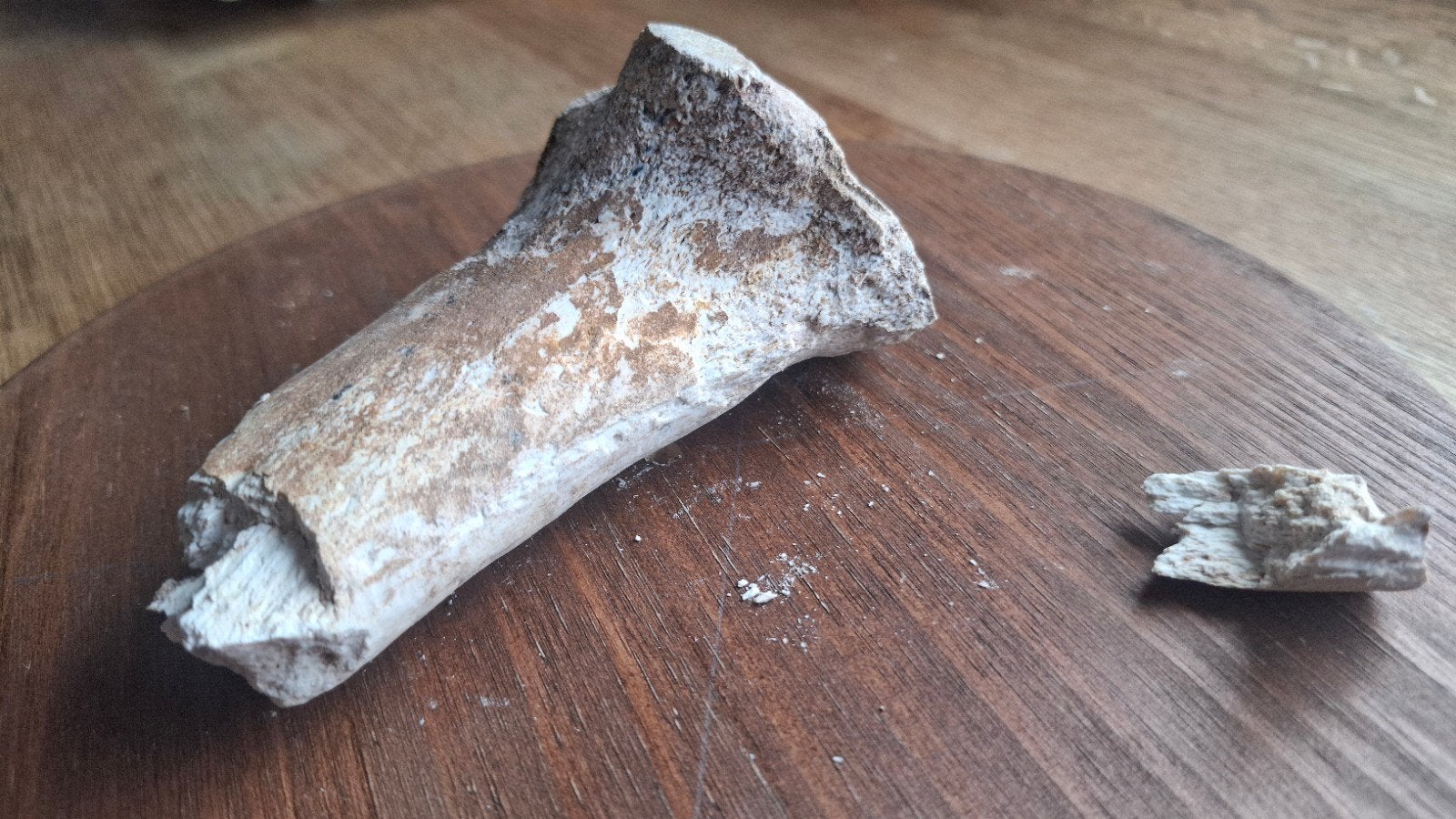 femur Abelisauride / humurus Dyrosaurid, Ophalen of Verzenden, Fossiel