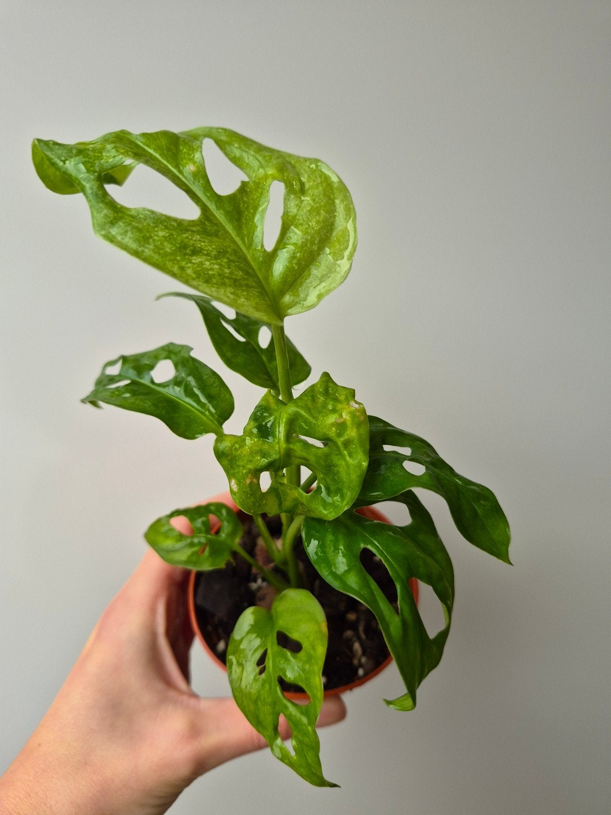 Monstera Adansonii Mint, Overige soorten, In pot, Minder dan 100 cm, Groene kamerplant