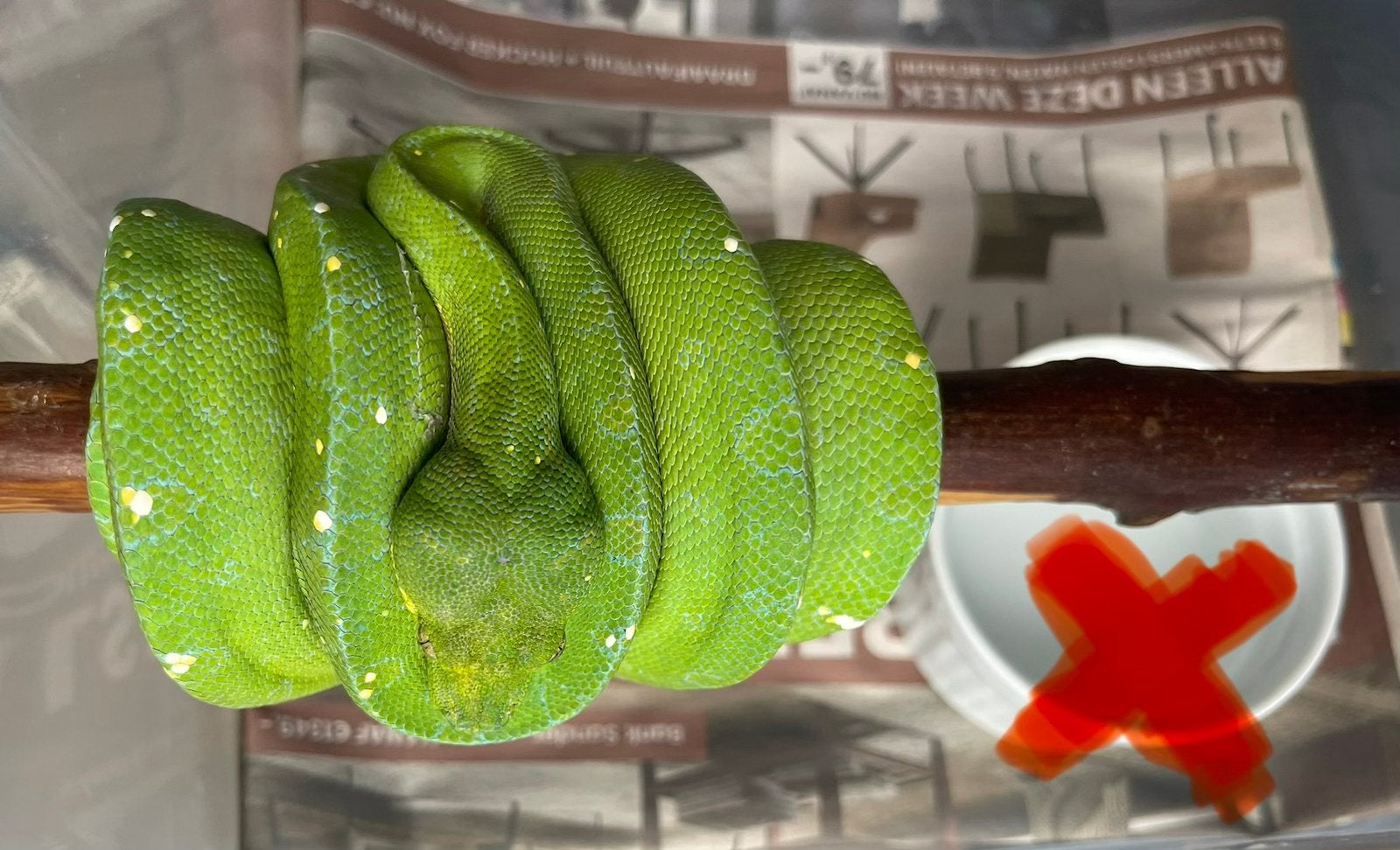 Morelia viridis Jayapura Green Tree Python photo 6