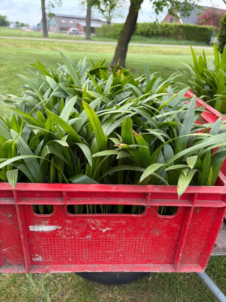 1 krat met Trachycarpus fortunei zaailingen (winterhard), Ophalen, Gehele jaar, Volle zon