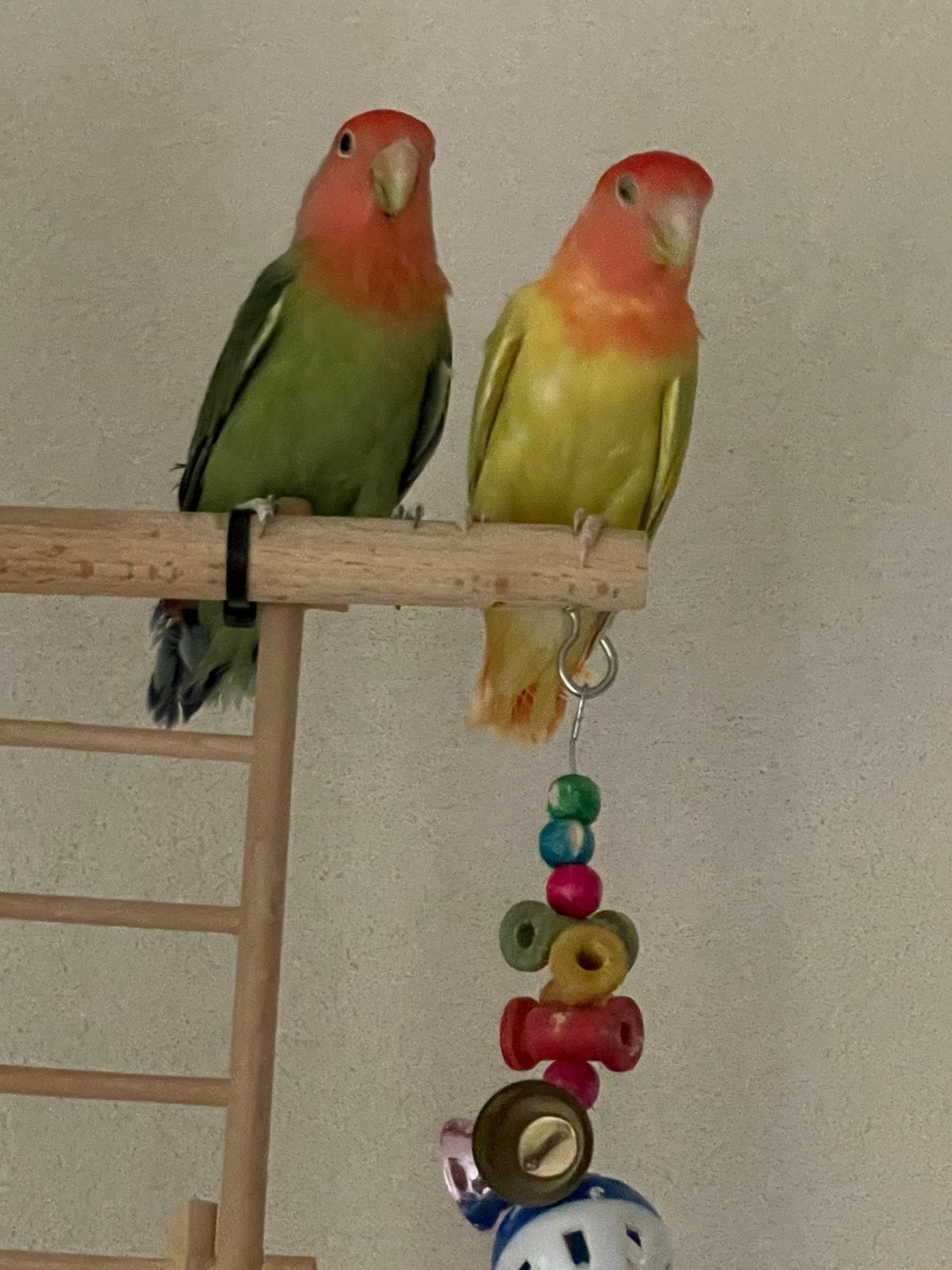 Agapornis Dwergpapegaai Lovebird Handtam, Meerdere dieren, Dwergpapegaai of Agapornis, Tam