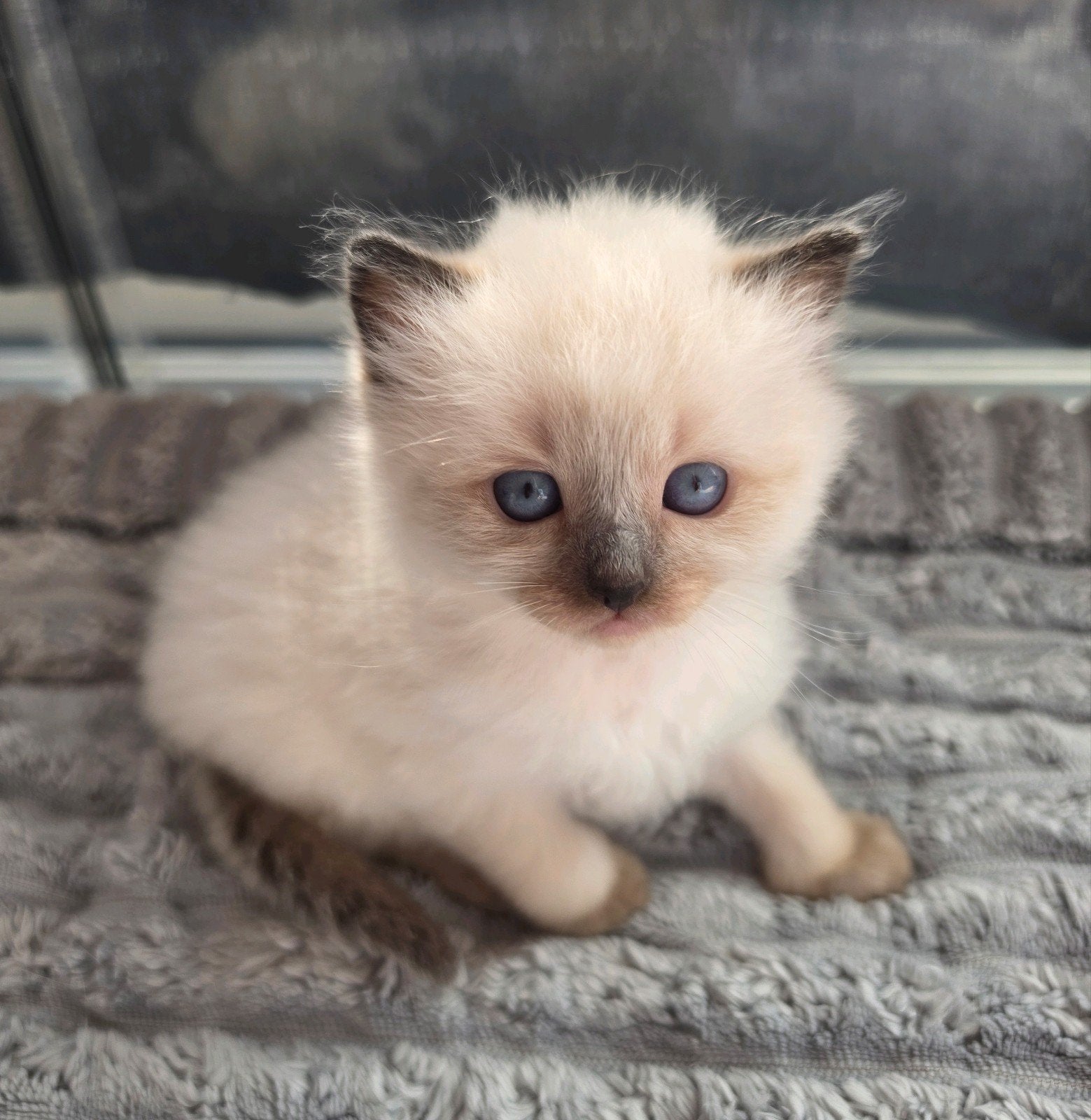 Ragdoll kittens (poesje en katertje), Dieren en Toebehoren, Katten en Kittens | Raskatten | Langhaar, Meerdere dieren, Gechipt