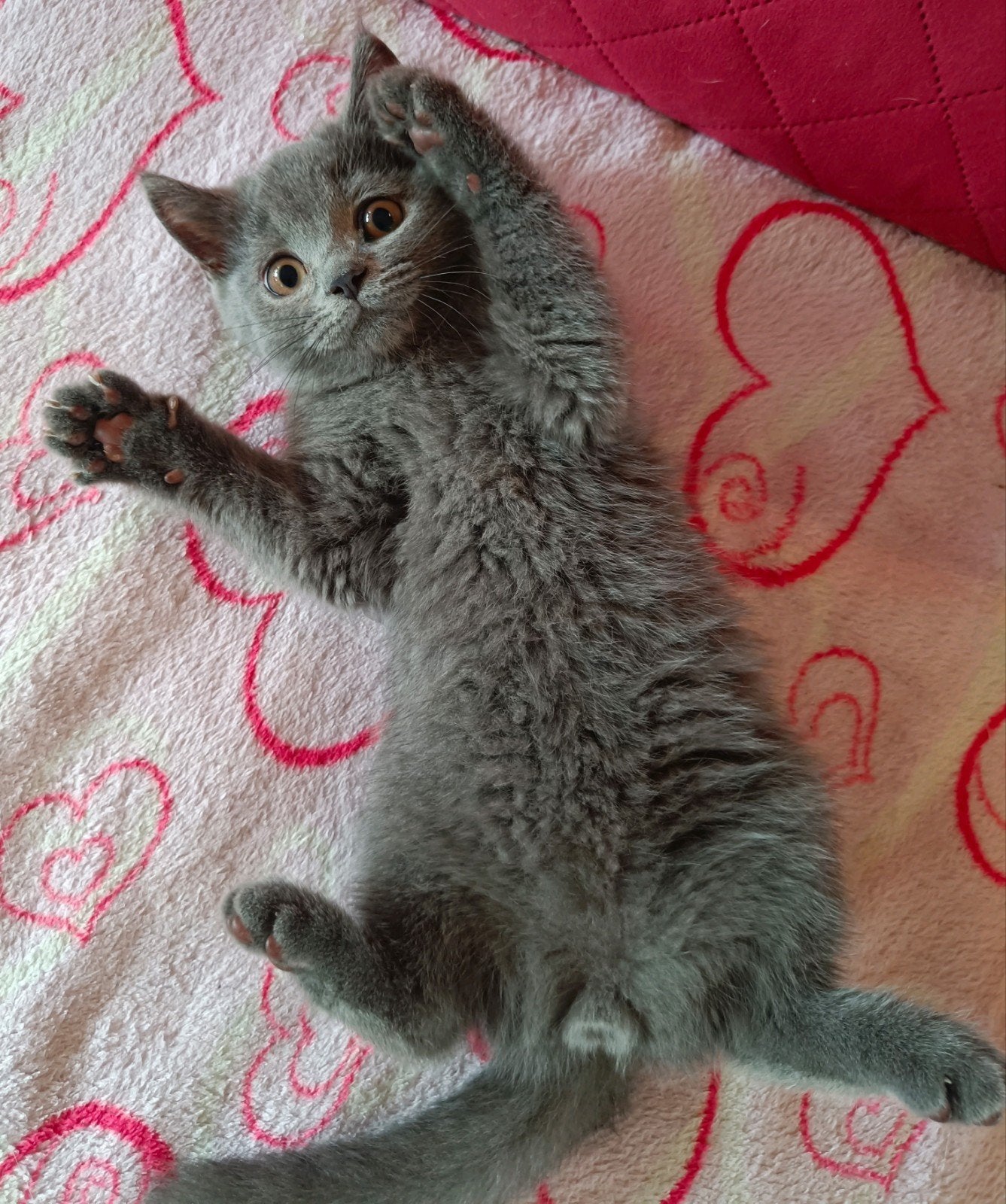 Leuke Britse korthaar kittens, opbrengst voor GOED DOEL, Meerdere dieren, Ontwormd, 0 tot 2 jaar