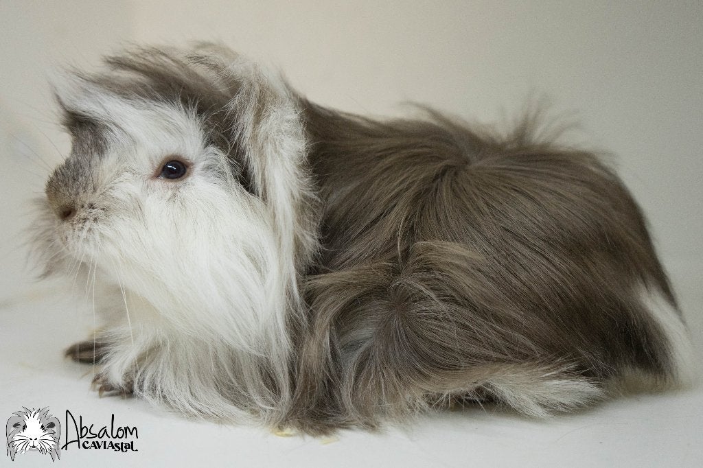 Choco zilvervos witte california choco peruvian cavia, Dieren en Toebehoren, Cavia, Mannelijk, Mei, Tam