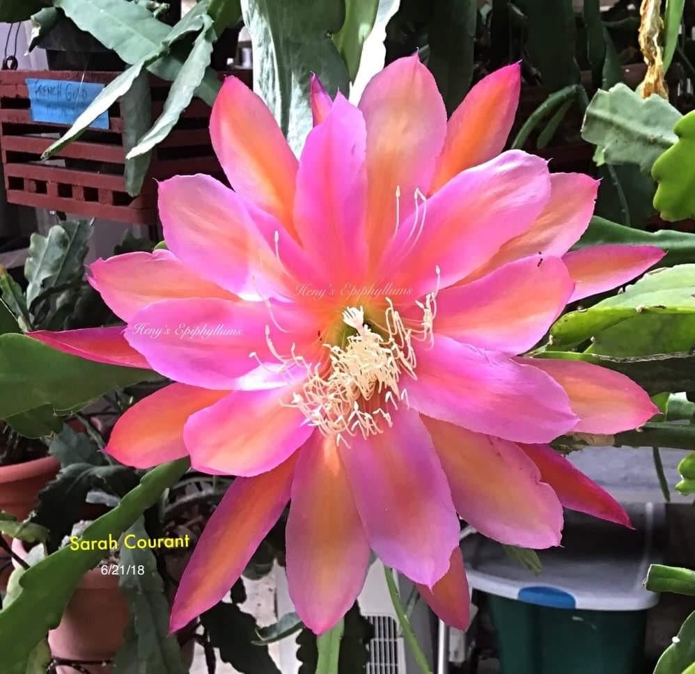 Epiphyllum Sarah Courant stekken, Ophalen of Verzenden, Halfschaduw, Minder dan 100 cm