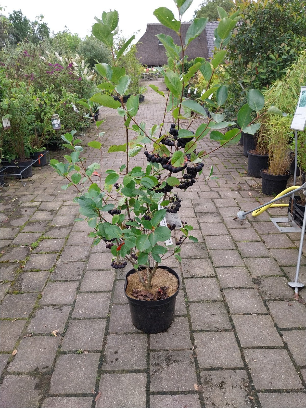 Aronia Melanocarpa - Appelbes, Ophalen, Volle zon, Vaste plant, Fruitplanten