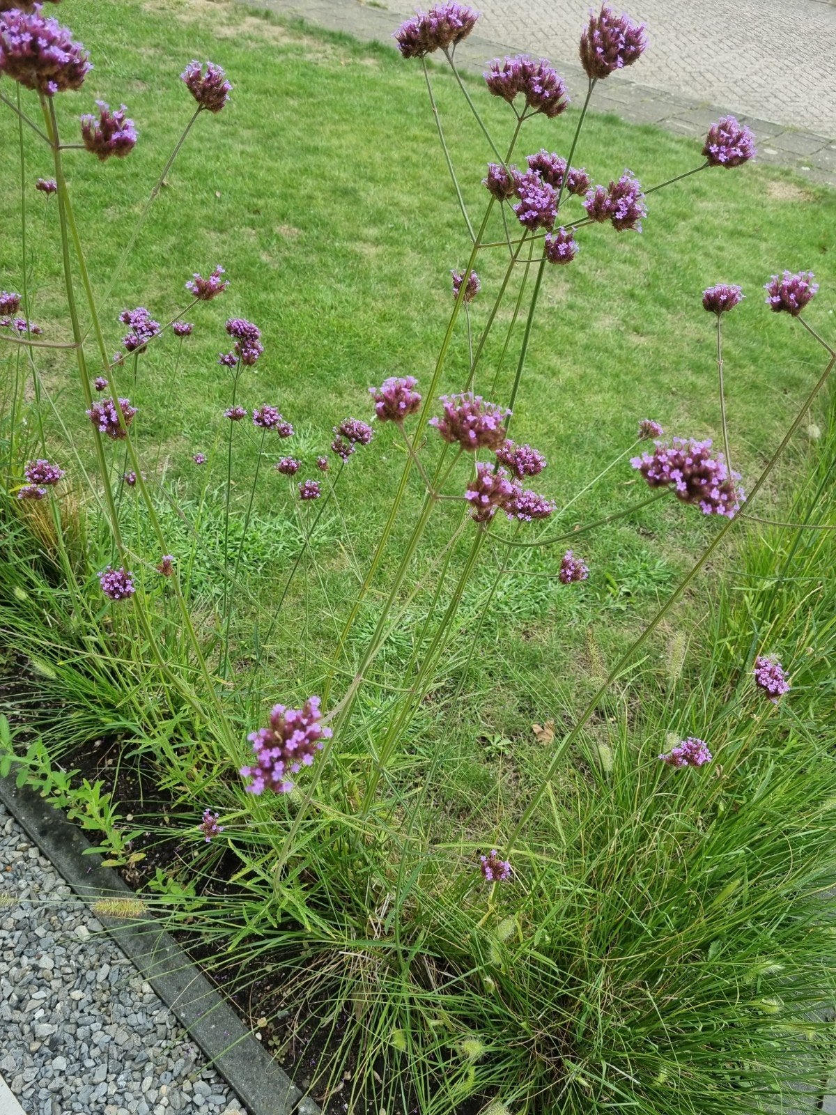 IJzerhard (Verbena bonariensis) plantjes 9 jonge  plantjes, Tuin en Terras, Ophalen