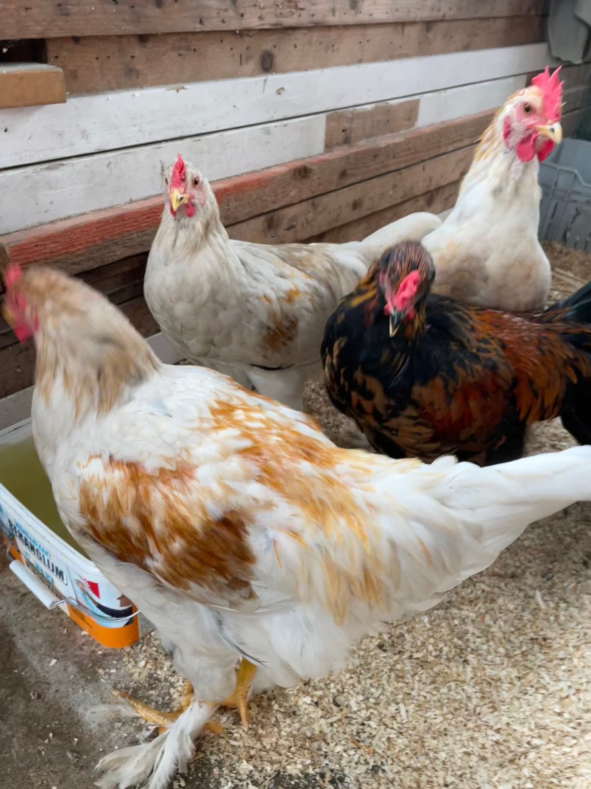 Prachtige Hanen., Dieren en Toebehoren, Mannelijk, Kip