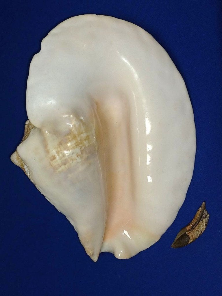 Schelpen, Titanostrombus goliath, Ophalen of Verzenden, Schelp(en)
