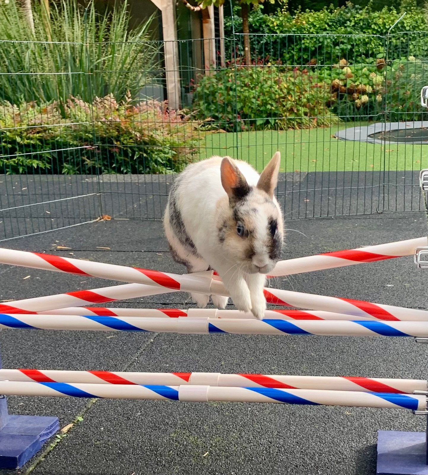 Huisdieren spring hindernis, Ophalen, Zo goed als nieuw, Honden