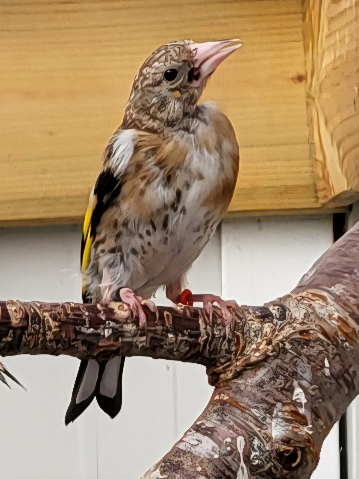 kleine putter kweekjaar 2026 man. 80 euro vaste prijs., Mannelijk, Wildzangvogel, Geringd
