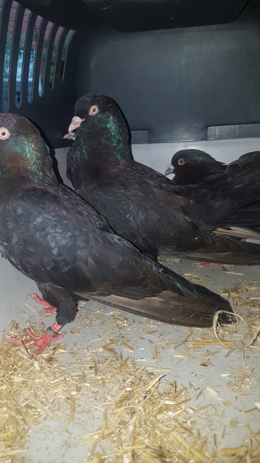Mooie rollers ., Meerdere dieren, Tuimelaar of Roller
