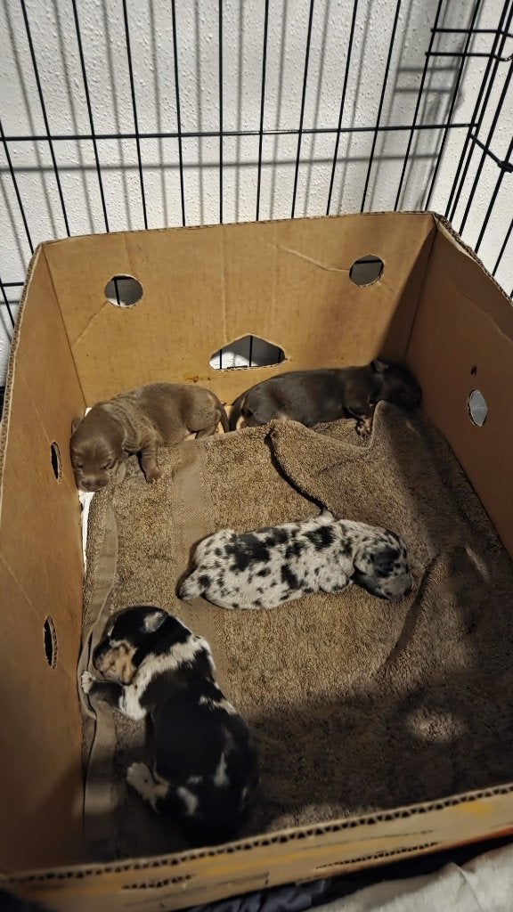 tweede nest van onze spot beschikbaar, Dieren en Toebehoren, Jack Russell Terriër, 8 tot 15 weken, Meerdere, Meerdere dieren