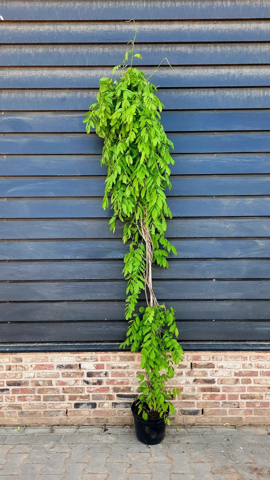 Wisteria sinensis 'Alba' ️🌿❗️witte regen️❗️🌿, Tuin en Terras, Ophalen, Zomer, Volle zon, Overige soorten
