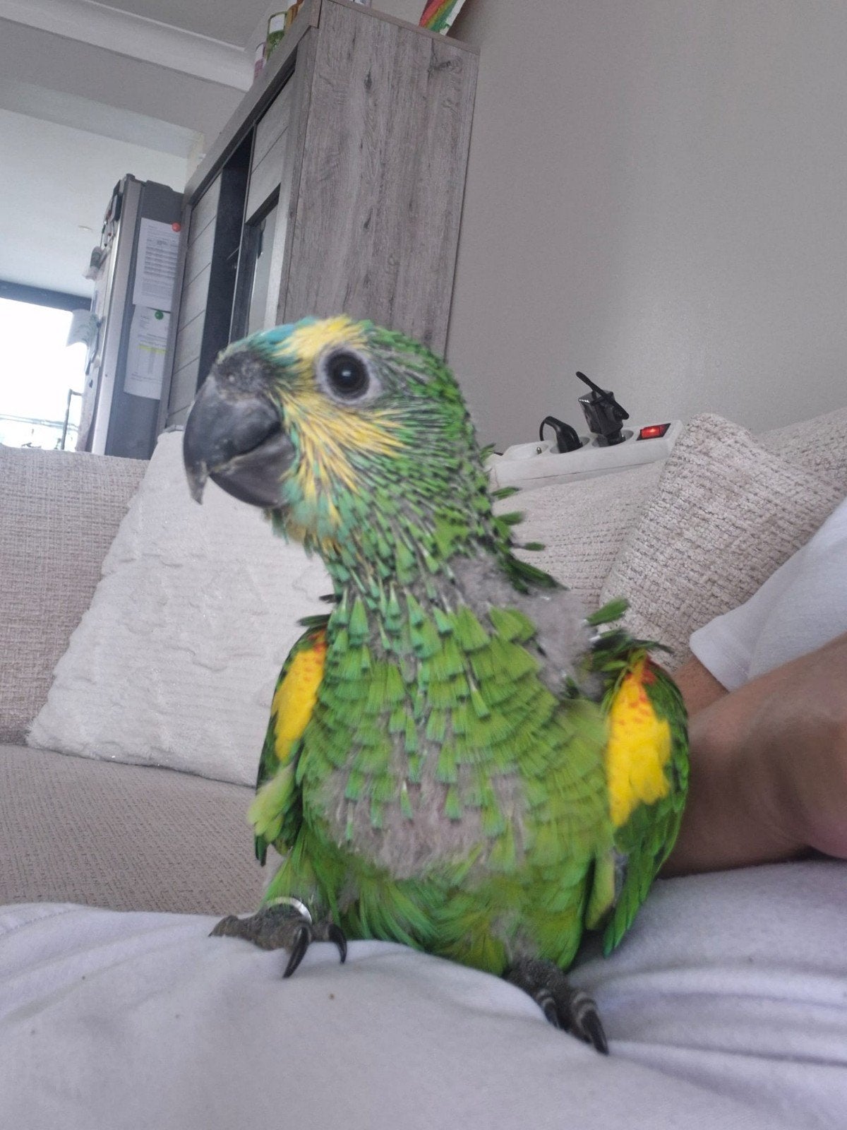 Jonge handtamme blauwvoorhoofd amazones, Meerdere dieren, Papegaai, Geringd