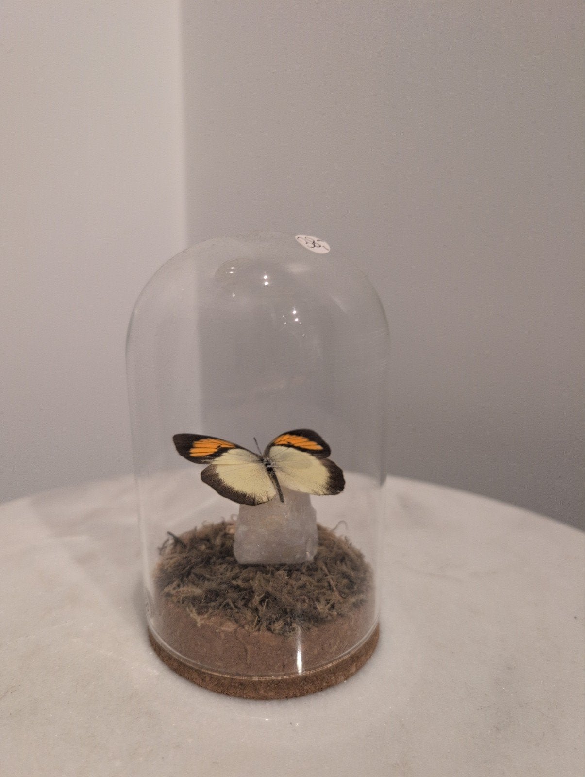 Prachtige vlinder op edelsteen onder glazen stolp, Ophalen of Verzenden, Zo goed als nieuw, Insect, Overige typen