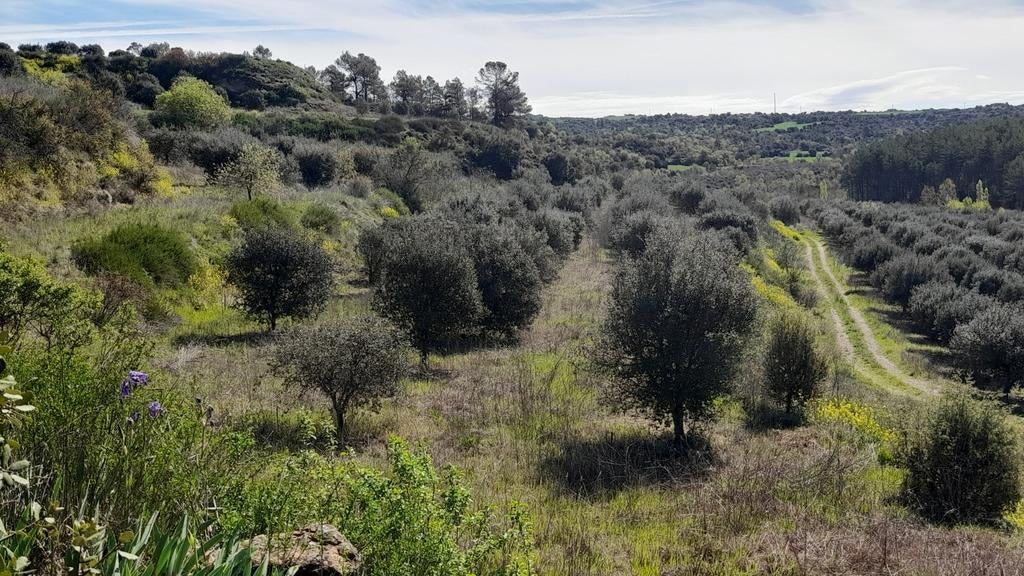 Truffel boomgaard in Spanje