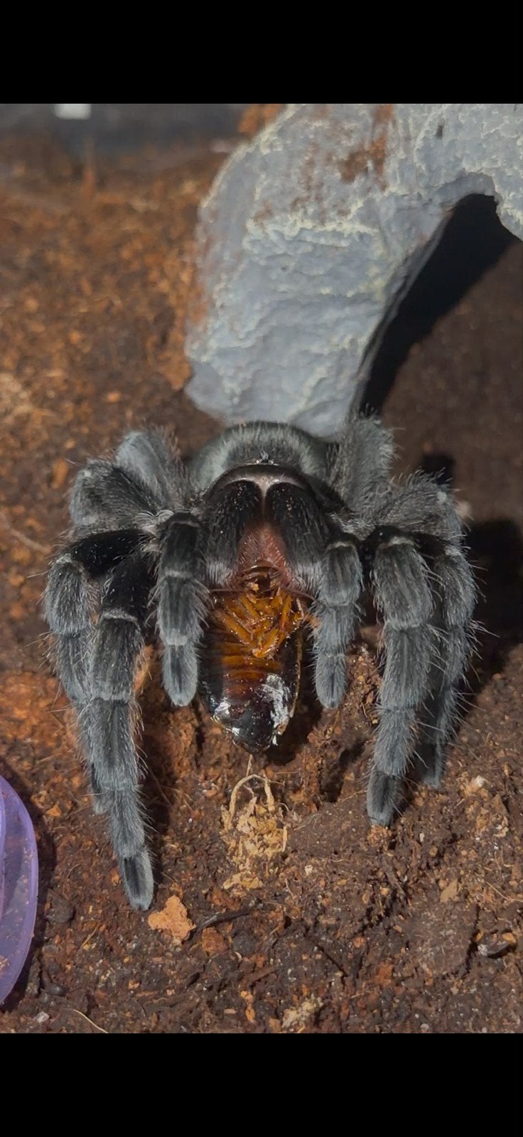 spin Grammostola Pulchra vrouw, Dieren en Toebehoren, Spin of Schorpioen