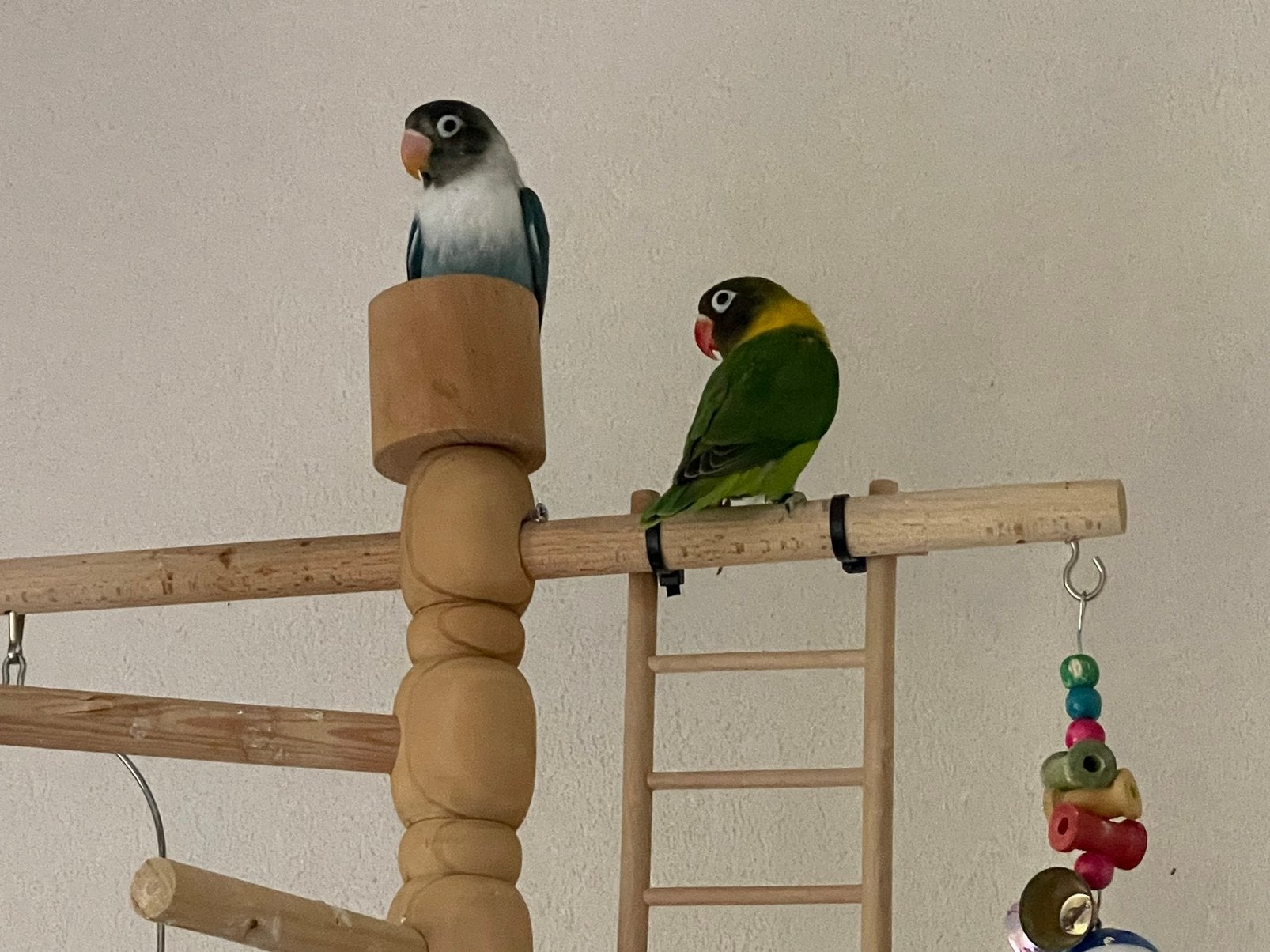 Prachtige Lieve Hand Tamme Agapornis Dwergpapegaai Lovebird, Meerdere dieren, Dwergpapegaai of Agapornis, Tam