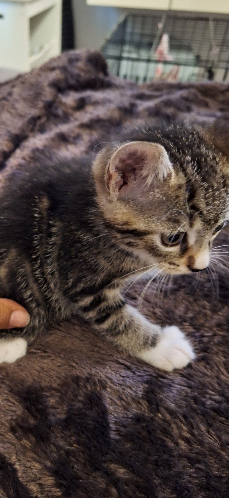 Egyptische kittens kortharige, Dieren en Toebehoren, Kater, Ontwormd, 0 tot 2 jaar