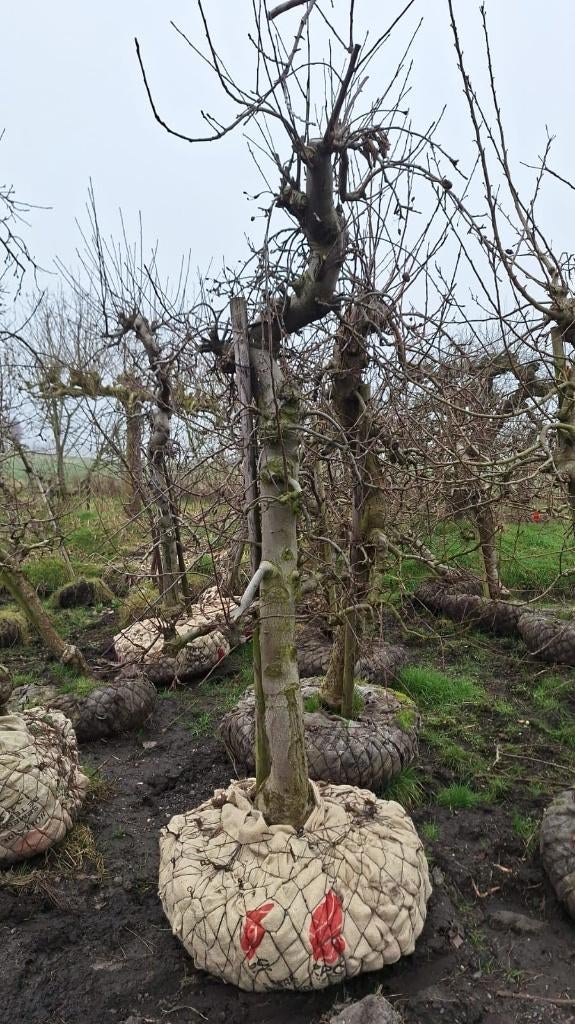 Prachtige oude Elstar appelbomen, laagstam appels, Tuin en Terras, Planten | Fruitbomen, Ophalen, 100 tot 250 cm, Appelboom, Lente