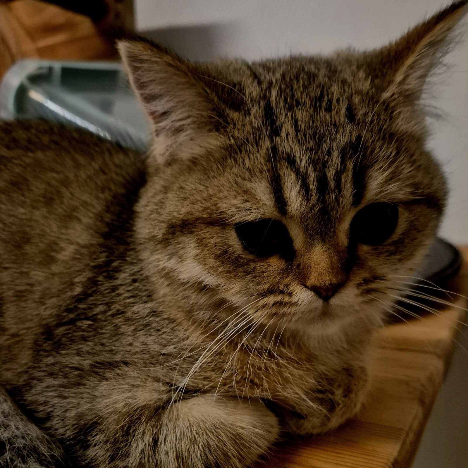 Britse korthaar kittens, Meerdere dieren, Ontwormd