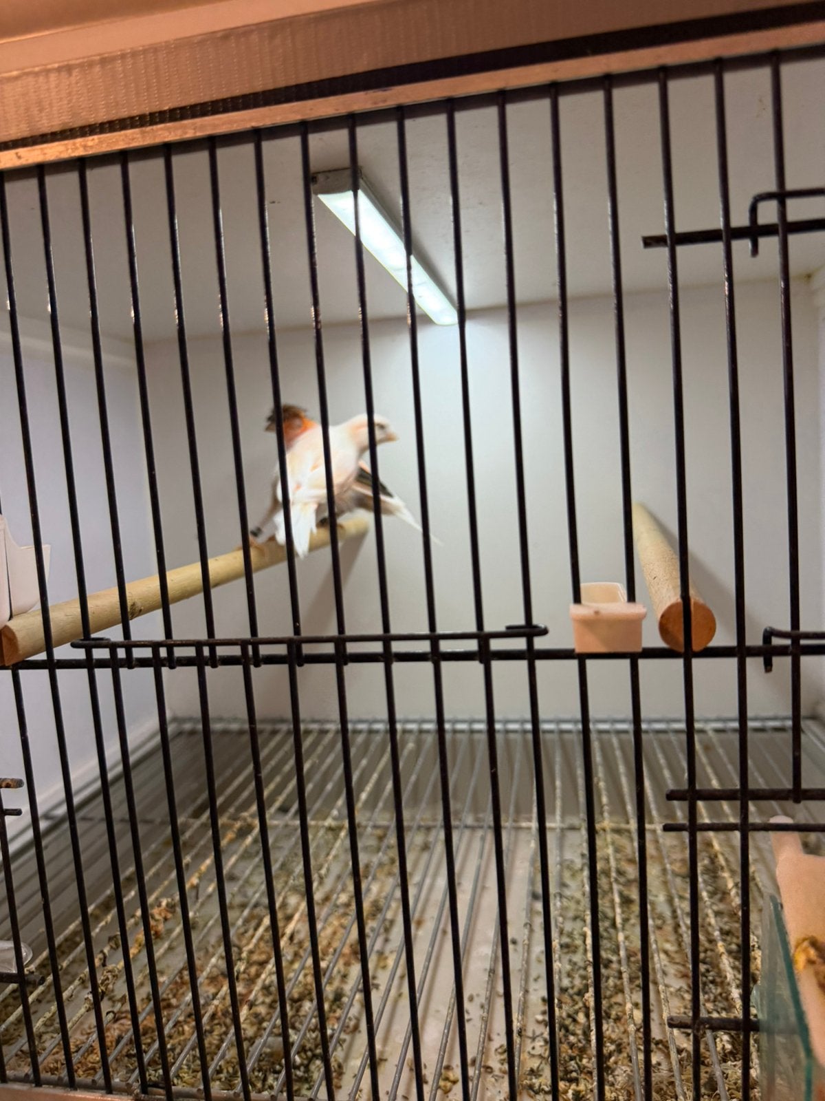 Harlekijn koppel, Meerdere dieren, Postuurkanarie