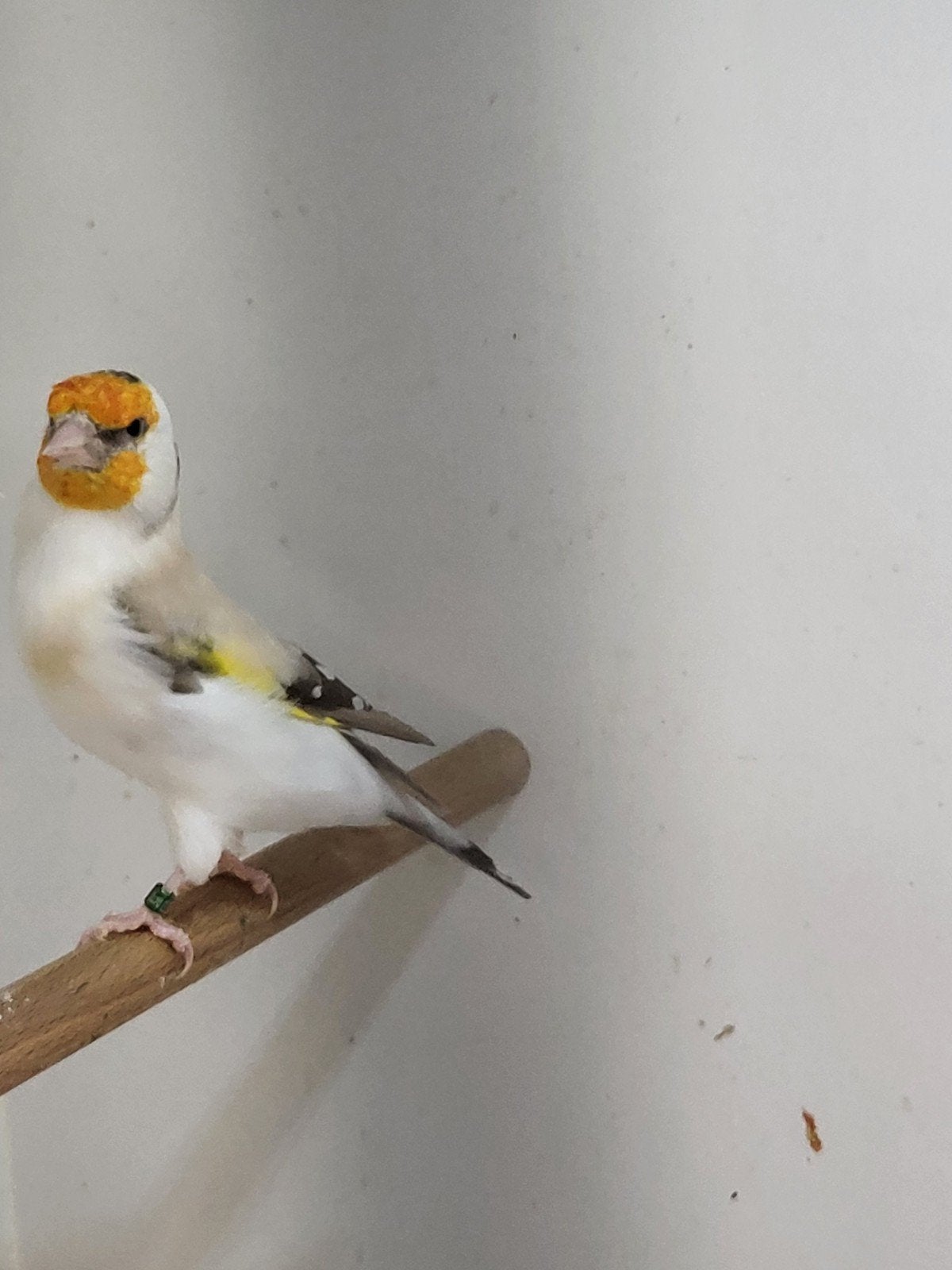 majoor putters koppel  aminet  2026, Dieren en Toebehoren, Meerdere dieren