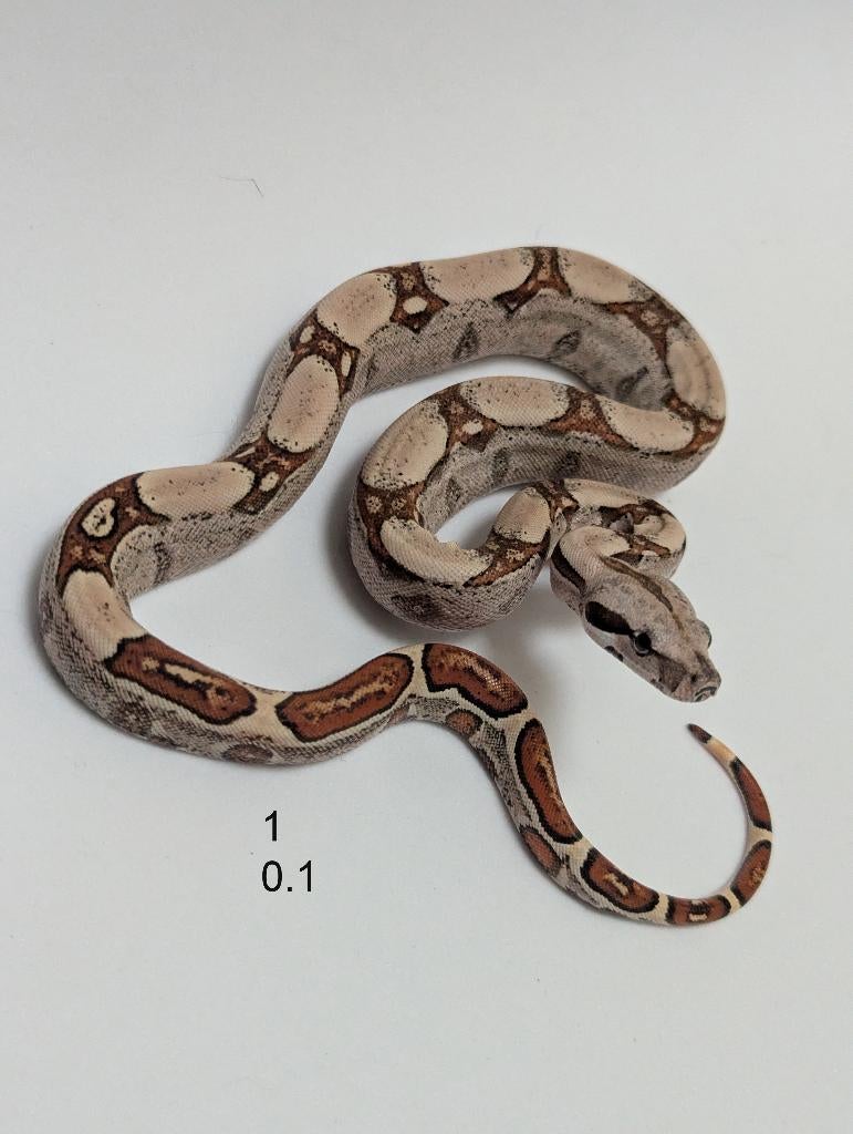 Bci snakes IMG jungle, Dieren en Toebehoren, Reptielen en Amfibieën, Slang, 0 tot 2 jaar