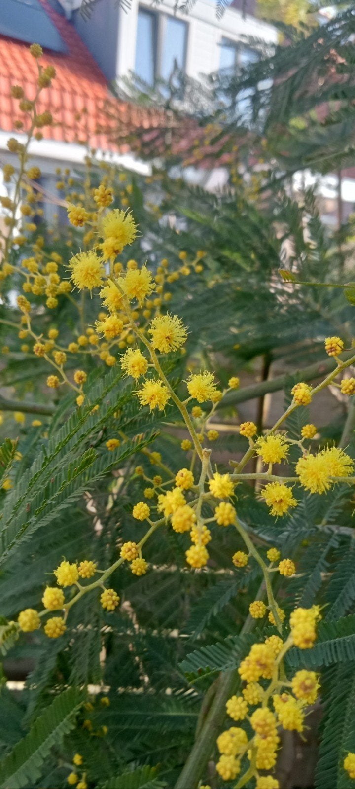 Acacia dealbata subsp. subalpina - Subalpina Mimosa zaden, Ophalen of Verzenden, Voorjaar, Volle zon, Zaad
