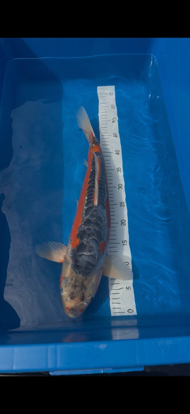 Japanse Koi Doitsu Shusui van Marusei 50cm Nisai, Karper of Koi