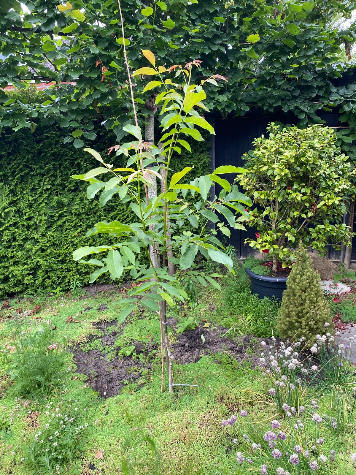 Walnotenboom walnoten boom walnotenboompje, Tuin en Terras, Planten | Bomen, Ophalen of Verzenden, In pot, Volle zon, Overige soorten