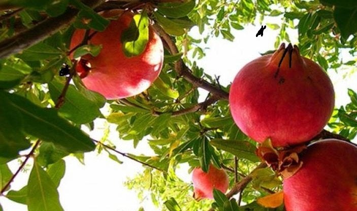 granaatappel (punica granatum), Ophalen of Verzenden, Minder dan 100 cm, Lente