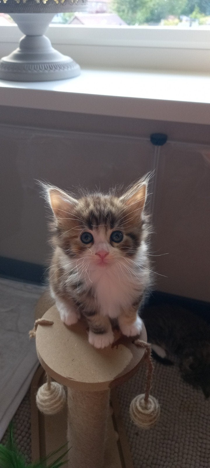 Maine coon poesjes met stamboom, Poes, Met stamboom, 0 tot 2 jaar