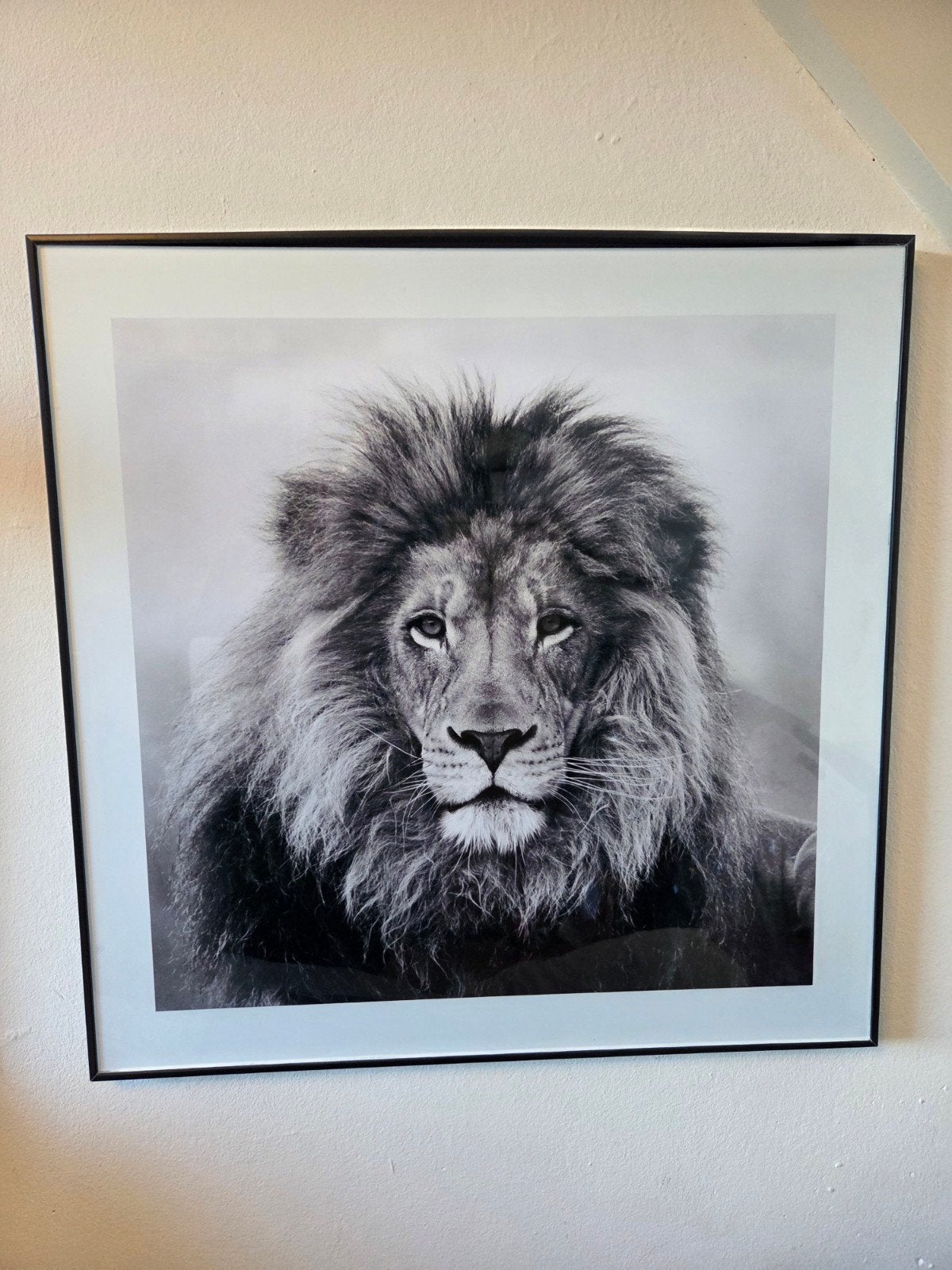Countryfield fotolijsten leeuw & olifant – zwart‑wit, Minder dan 50 cm, Ophalen of Verzenden, 5 – 50, Print