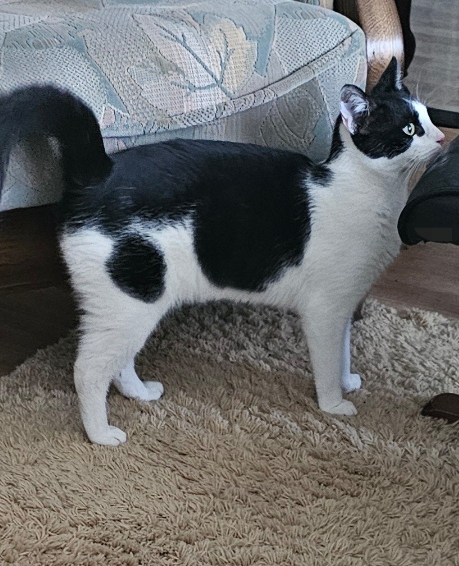 Witte kat met zwarte vlekken 8 maanden oud., Dieren en Toebehoren, Katten en Kittens | Overige Katten, Kater