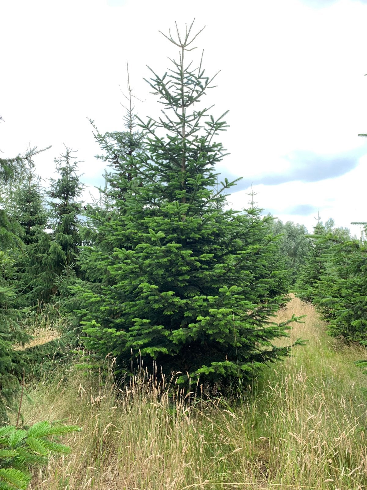 Nordmann kerstbomen 4 meter, Overige soorten, Zomer, 400 cm of meer, Ophalen
