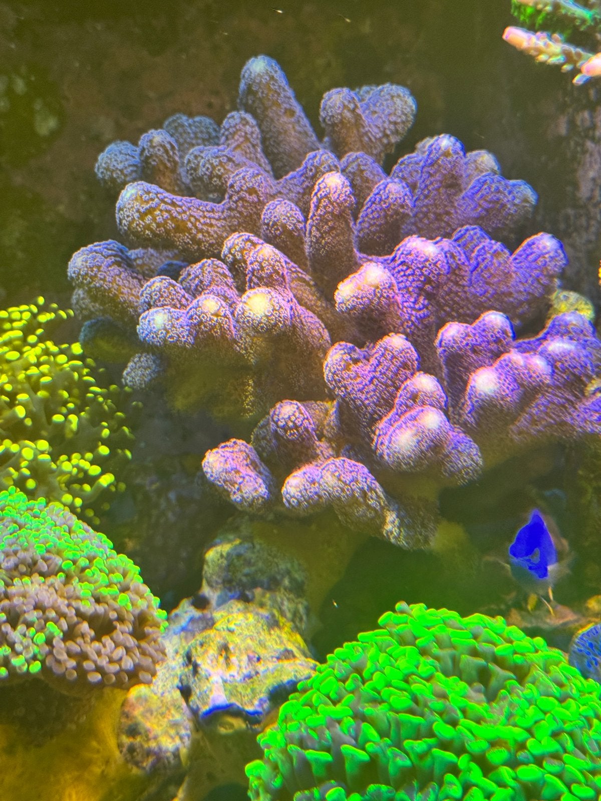 milka stylophora koraal zeeaquarium, Overige typen