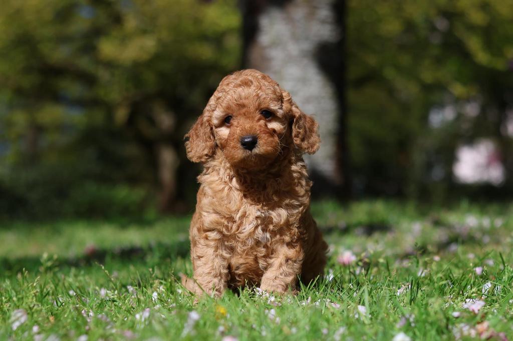 Prachtige Cockapoo pups, puppy’s, Dieren en Toebehoren, Parvo, Overige rassen, 8 tot 15 weken, Meerdere