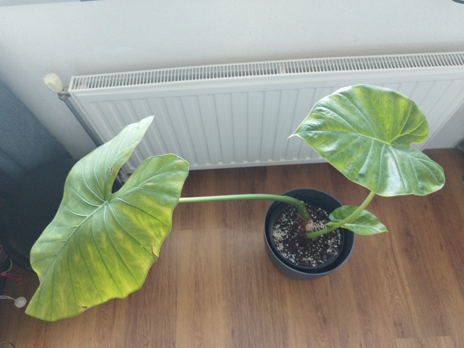 Alocasia Olifantsoor kamerplant met groot blad, Huis en Inrichting, Ophalen, 100 tot 150 cm, Halfschaduw, In pot